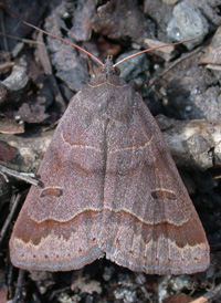 Common Oak Moth